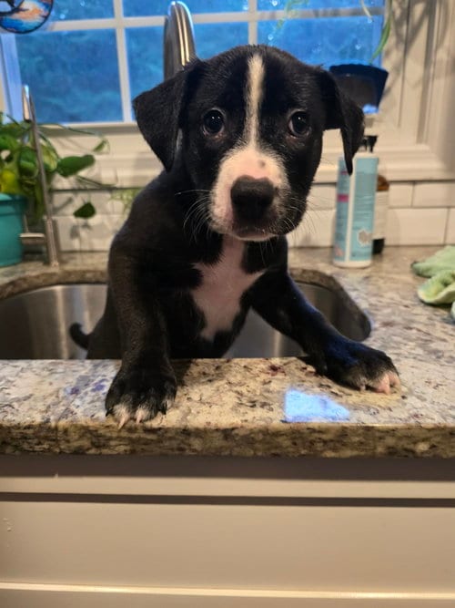 Photo of Chevy, adoptable Unknown breed in Holbrook, New York