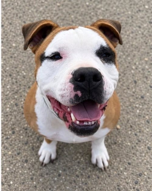 Photo of Scrappy Doo, adoptable American Bulldog in Santa Barbara, California