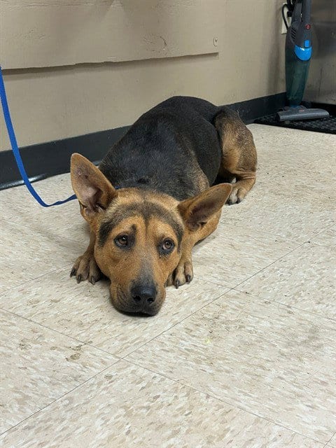 Photo of Walker, adoptable German Shepherd Dog in Conroe, Texas