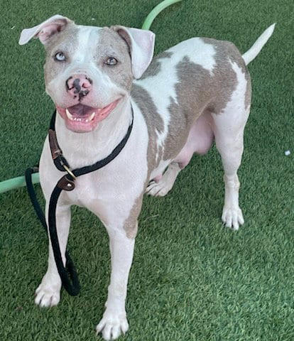 Photo of Daisy, adoptable Pit Bull Terrier in Baytown, Texas