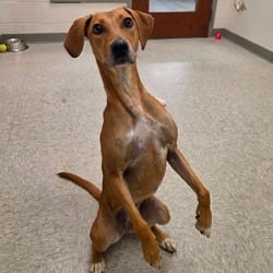 Photo of Pearly Mae, adoptable Mountain Cur Mixed Breed (Medium) in Chatham, Virginia