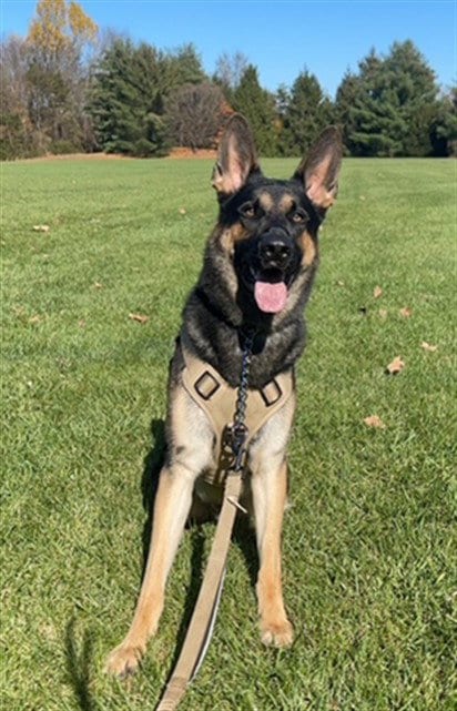 Photo of Rex, adoptable German Shepherd Dog in Derwood, Maryland