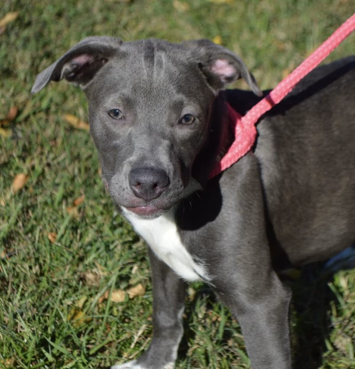 Photo of Caroline, adoptable American Bulldog in Allentown, Pennsylvania