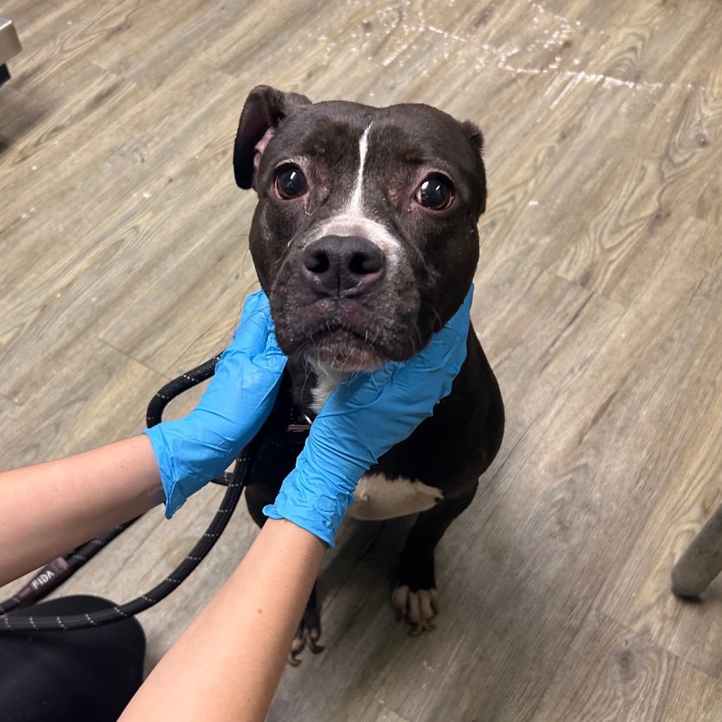 Photo of Nutella, adoptable Mixed Breed (Medium) in Summerville, South Carolina