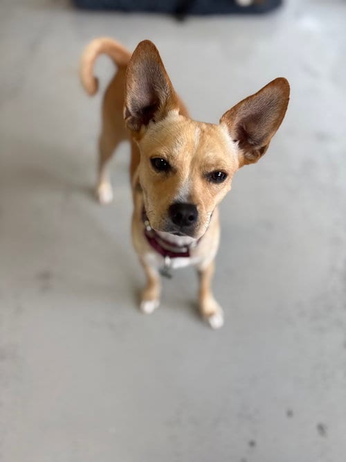Photo of Paco #0444, adoptable Chihuahua in Studio City, California