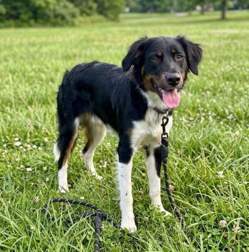 Photo of Gambler, adoptable Hound in Holly Springs, North Carolina