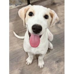 Photo of Huxley, adoptable Great Pyrenees in Johnston, Rhode Island