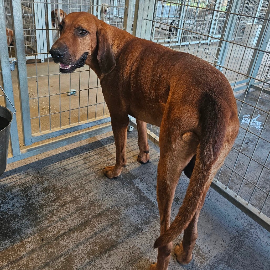 Photo of Dogde, adoptable Coonhound, Redbone in Mount Vernon, Arkansas