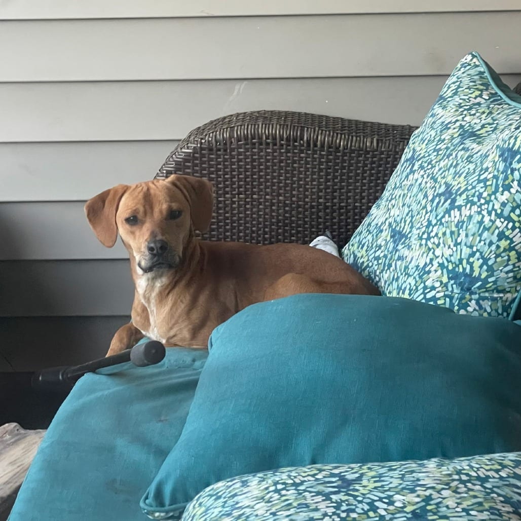 Photo of Pepper, adoptable Mixed Breed (Medium) in Hinesville, Georgia