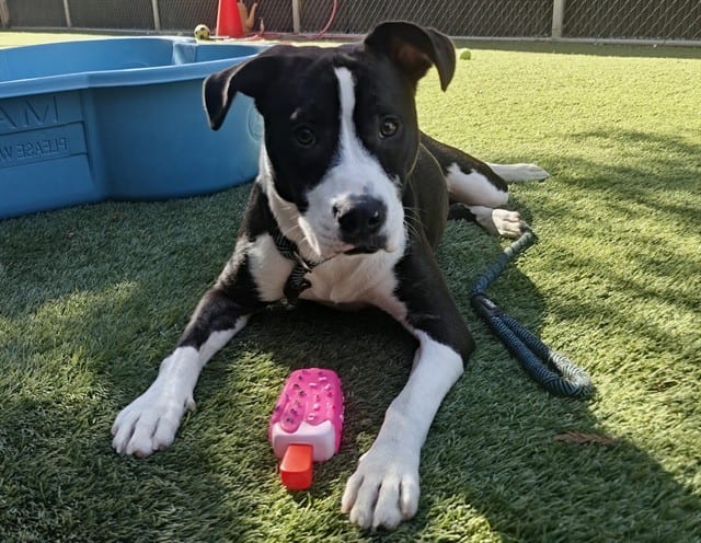 Photo of Mochi, adoptable Pit Bull Terrier in San José, California