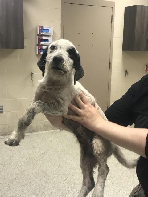 Photo of A433243, adoptable Dachshund in Conroe, Texas
