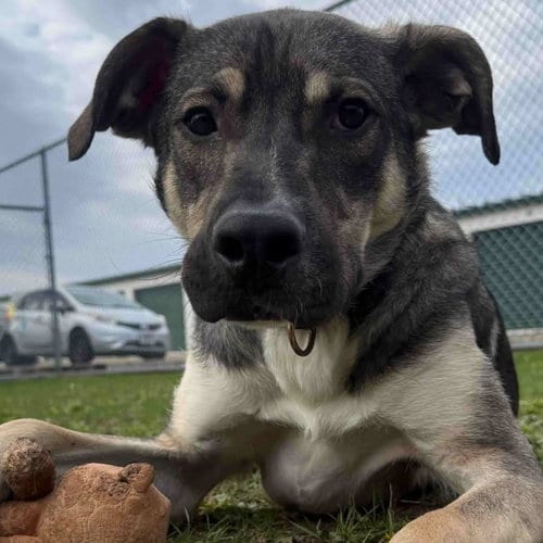 Photo of Artie, adoptable Unknown breed (short coat) in Normal, Illinois