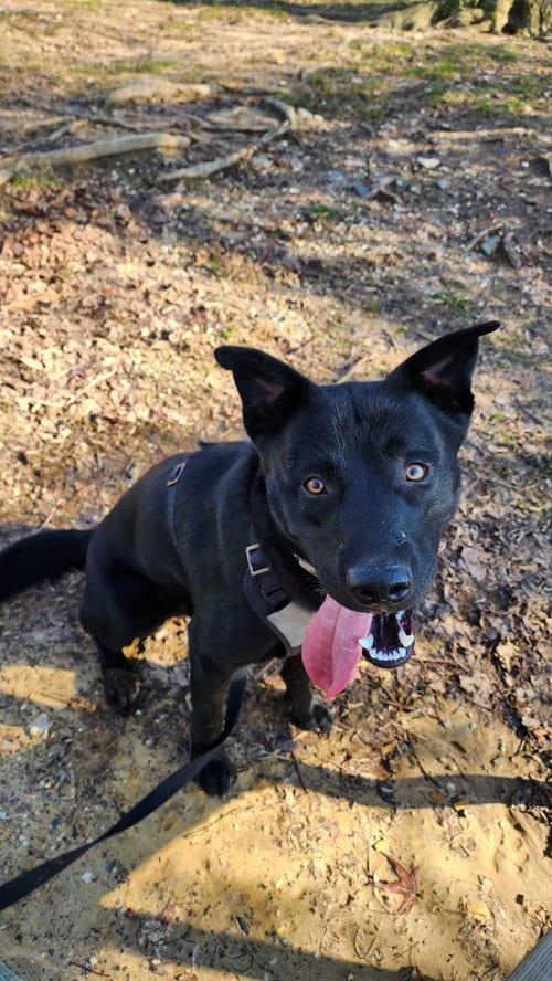 Photo of Jet, adoptable Labrador Retriever in Columbia, Maryland