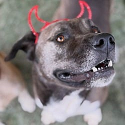 Photo of Augie, adoptable Labrador Retriever Pit Bull Terrier in Ventura, California