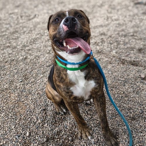 Photo of Mortar, adoptable American Pit Bull Terrier in Mesa, Arizona