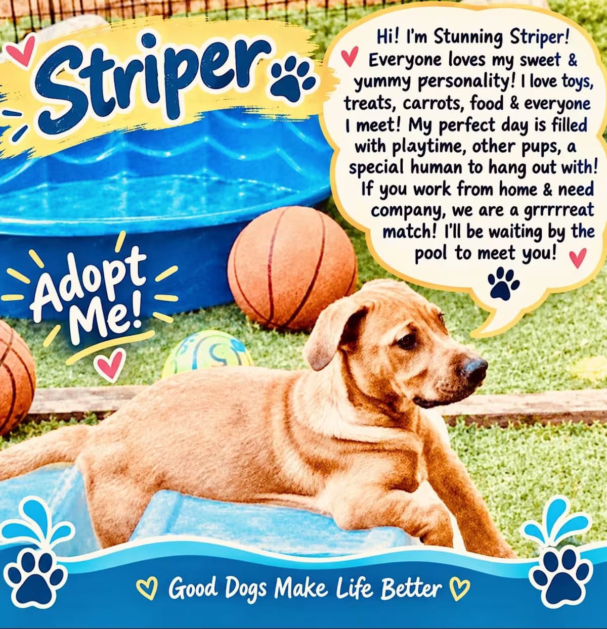 Photo of Striper, adoptable Corgi/Dachshund in Toluca lake, California