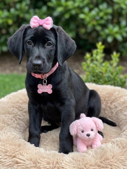 Photo of Floor Boards, adoptable Black Labrador Retriever in Newark, Delaware