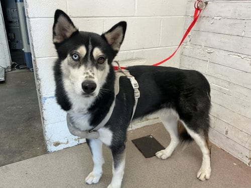 Photo of River, adoptable Siberian Husky in San Bernardino, California