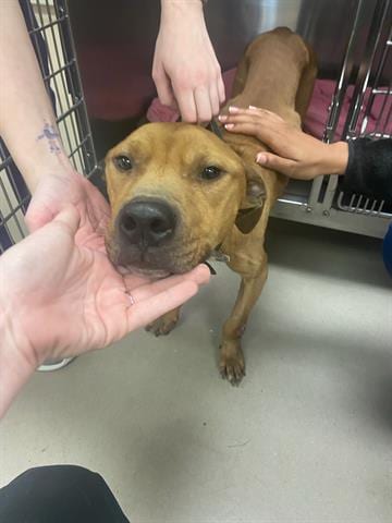 Photo of Gordo, adoptable Boxer in Greensbo, North Carolina