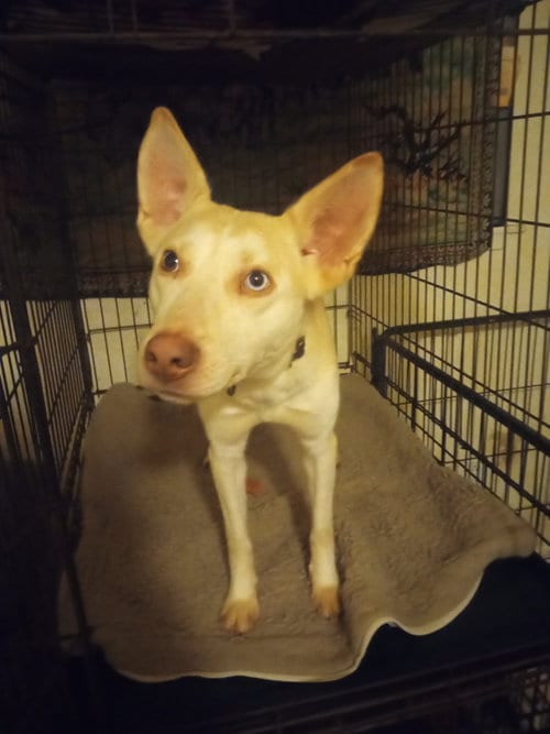 Photo of Bingo, adoptable Australian Cattle Dog/Blue Heeler in San Juan Bautista, California