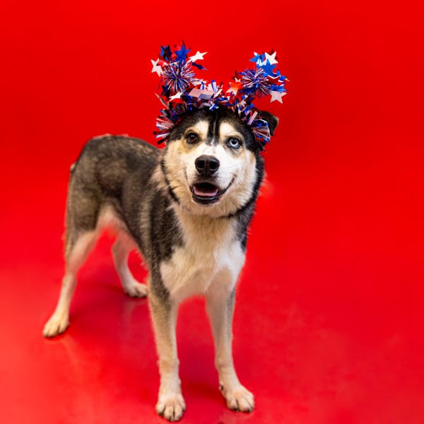 Photo of Ross Hw+, adoptable Siberian Husky cross in Lawrenceville, Georgia