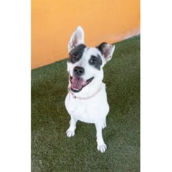 Photo of Nova, adoptable Terrier (Unknown Type, Medium) in Doral, Florida