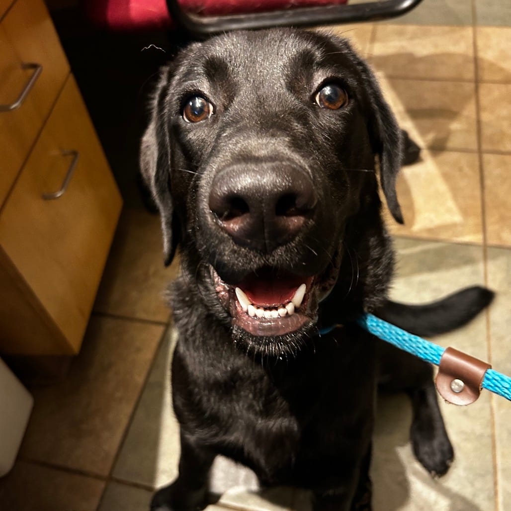 Photo of Peter, adoptable Mixed Breed (Medium) in Chattanooga, Tennessee