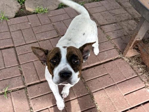 Photo of Honey Dew, adoptable Staffordshire Bull Terrier in Houston, Texas