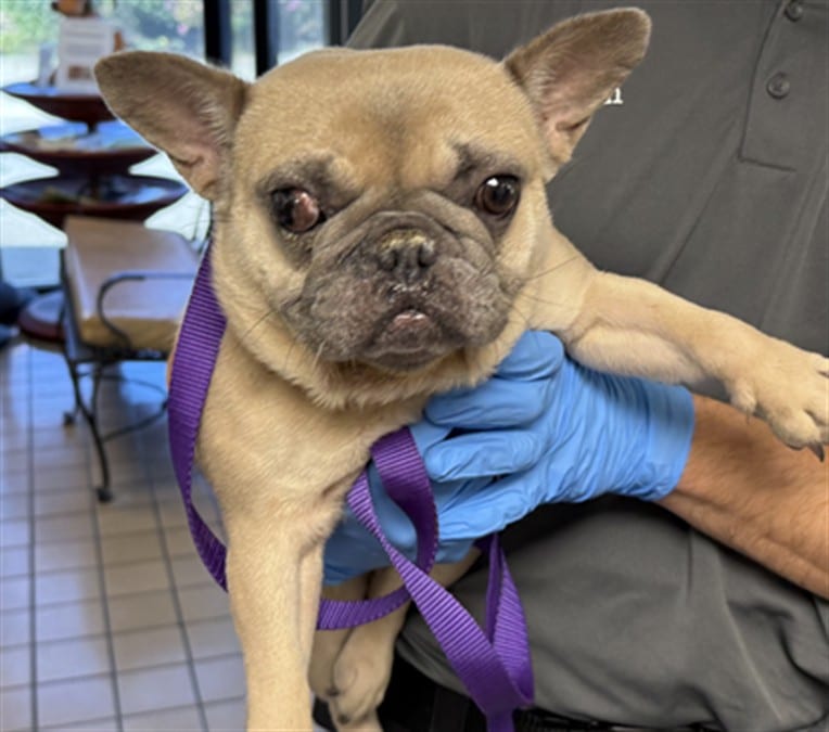 Photo of Cindy, adoptable French Bulldog