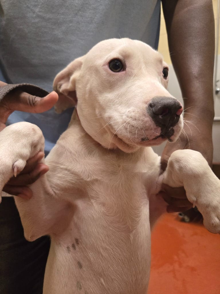 Photo of Found Animal 375, adoptable Mixed Breed in Douglasville, Georgia