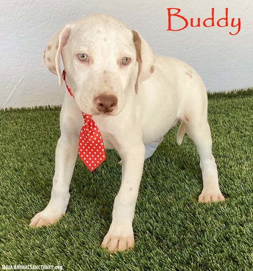 Photo of Buddy, adoptable Labrador Retriever in San Diego, California