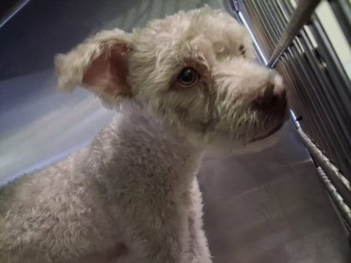 Photo of Norm, adoptable Poodle (Miniature) in Chatsworth, California