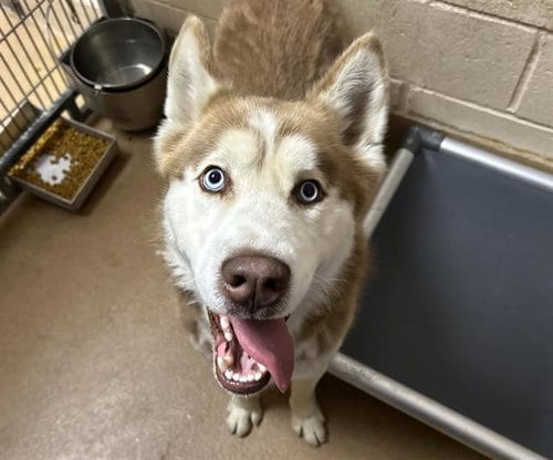 Photo of Marlin, adoptable Siberian Husky in Martinez, California