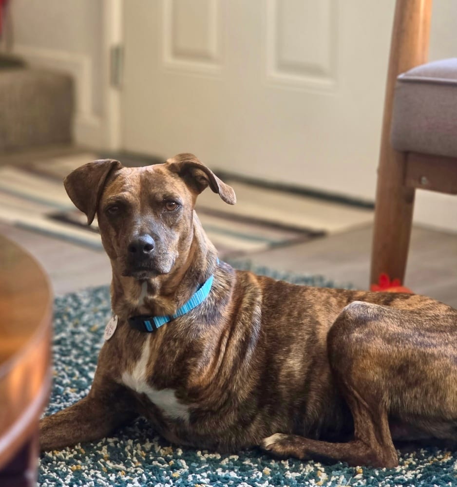 Photo of Coconut, adoptable Plott Hound in Eugene, Oregon