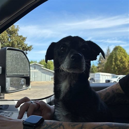 Photo of Rocky, adoptable Chihuahua in Sacramento, California