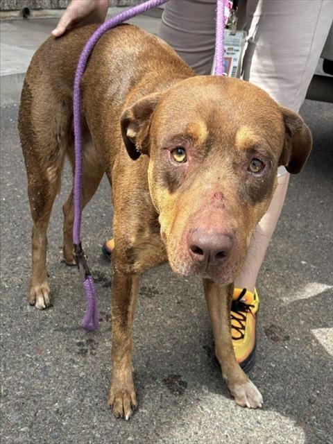 Photo of Mr Goodbar, adoptable Rottweiler in Phoenix, Arizona