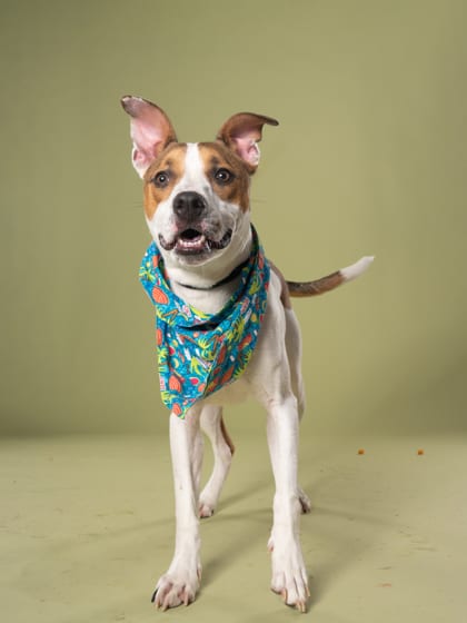 Photo of Boykin, adoptable dog in Atlanta, Georgia