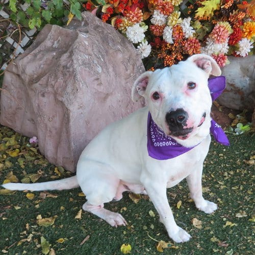 Photo of Jimmy, adoptable Pit Bull Terrier in Oklahoma City, Oklahoma
