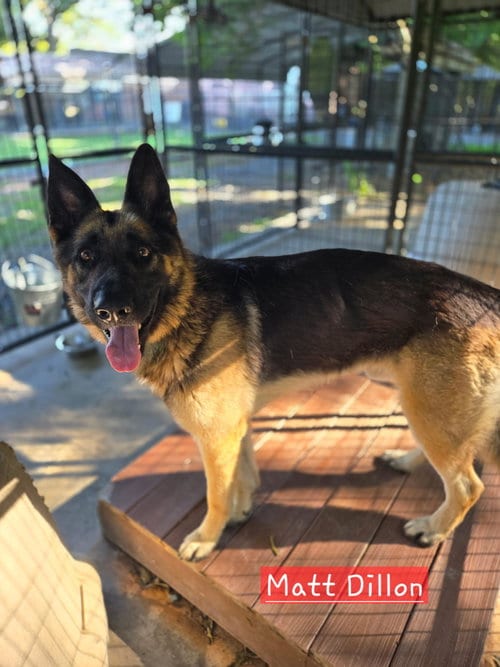 Photo of Matt Dillon, adoptable German Shepherd Dog in Albemarle, North Carolina