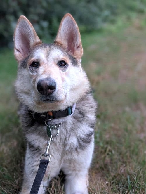 Photo of Sandy, adoptable Shepherd in Bellevue, Washington