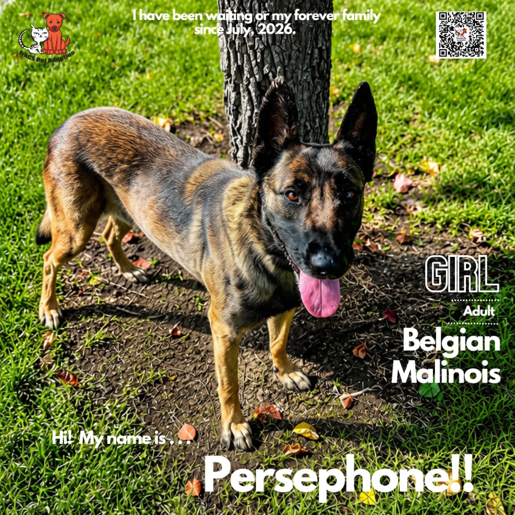 Photo of Persephone, adoptable Malinois, Belgian / Shepherd in Westminster, California