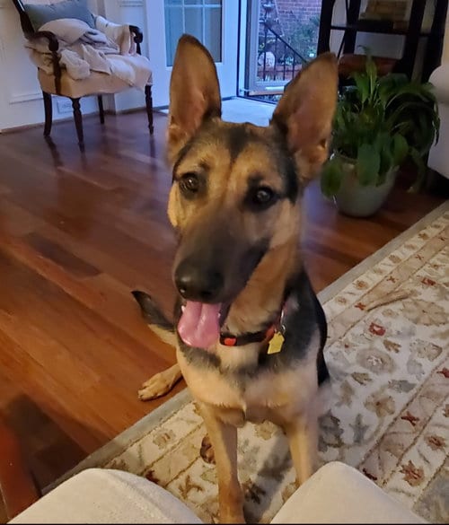 Photo of Pickles Poopsy Pimenta, adoptable German Shepherd Dog in Baltimore, Maryland