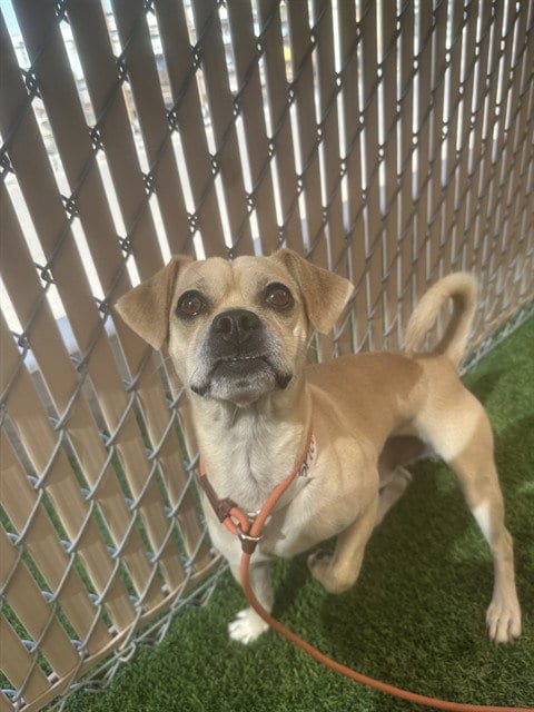 Photo of Joey, adoptable Pug in Phoenix, Arizona