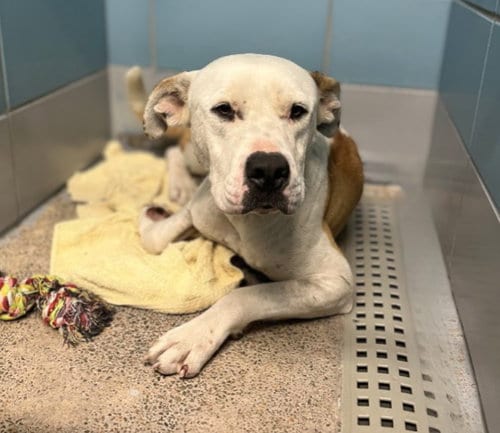 Photo of Manotas, adoptable Staffordshire Bull Terrier in Houston, Texas