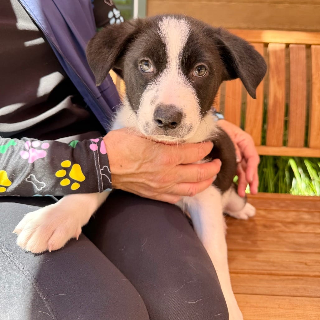 Photo of Celeste, adoptable Collie, Border in Agoura Hills, California