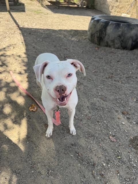Photo of Sugar, adoptable Pit Bull Terrier in Santa Barbara, California