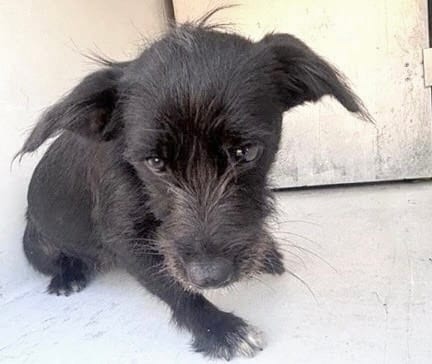 Photo of Senior Scottish Terrier, adoptable Scottish Terrier in Houston, Texas