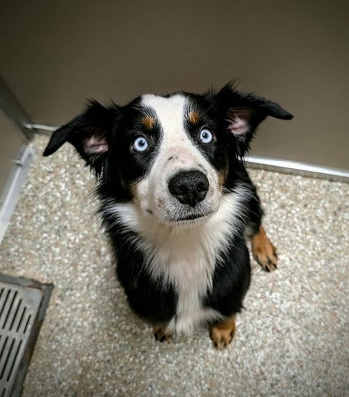 Photo of Gerald Ford, adoptable Australian Shepherd in Clyde, North Carolina