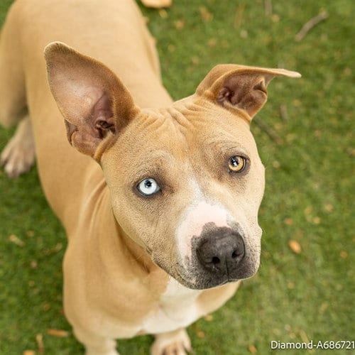 Photo of Diamond, adoptable Pit Bull Terrier in Sacramento, California