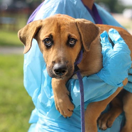 Photo of Rowan, adoptable Labrador Retriever in San Antonio, Texas